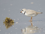 piping plover BRD3091.JPG