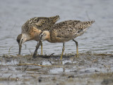 short-billed dowitcher BRD3201.JPG