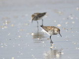western sandpiper BRD3088.JPG