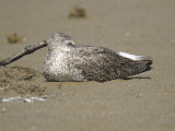 willet western BRD3141.JPG