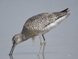 willet western BRD3147.JPG