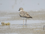 wilson's plover BRD3124.JPG