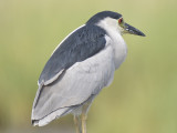 black-crowned night heron BRD3258 01.JPG