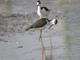 black-necked stilt BRD3269 01.JPG