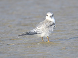 least tern BRD3257 01.JPG