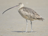 long-billed curlew BRD3335.JPG