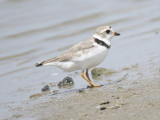 piping plover BRD3344.JPG