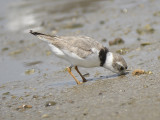 piping plover BRD3353.JPG