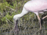 roseate spoonbill BRD3405.JPG