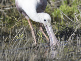 roseate spoonbill BRD3408.JPG