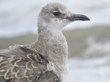 laughing gull BRD3509.JPG