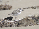 wilson's plover BRD3497.JPG