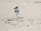 wilson's plover BRD3501.JPG