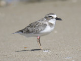 wilsons plover band T9 BRD3468.JPG