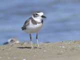 wilson's plover band UJ BRD3477.JPG