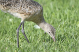 marbled godwit BRD3563.JPG