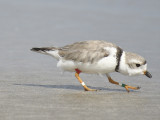 piping plover band BRD3598.JPG