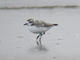 snowy plover band BRD3706.JPG