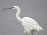 reddish egret BRD3776.JPG