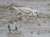 piping plover BRD3834.JPG