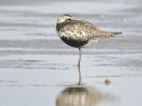 black-bellied plover BRD3969.JPG