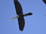 anhinga BRD4565.JPG