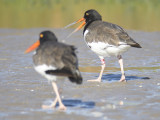 american oystercatacher BRD4694.JPG
