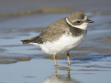 semipalmated plover BRD4618.JPG