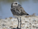 black-bellied plover BRD4729.JPG