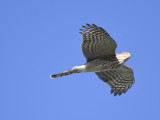 sharp-shinned hawk BRD5053.JPG