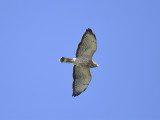 broad-winged hawk BRD5087.JPG
