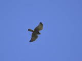 broad-winged hawk BRD5286.JPG