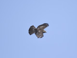 broad-winged hawk BRD5482.JPG