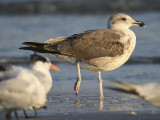 lesser black-backed gull BRD5609.JPG