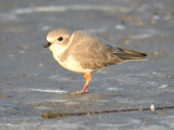 piping plover band BRD5558.JPG