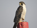 peregrine falcon BRD5618.JPG