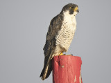 peregrine falcon BRD5627.JPG