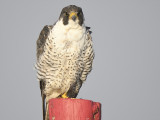 peregrine falcon BRD5634.JPG