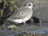 black-bellied plover BRD5643.JPG