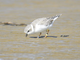 piping plover band BRD5696.JPG
