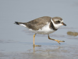 semipalmated plover BRD5721.JPG