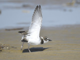 wilsons plover BRD5702.JPG