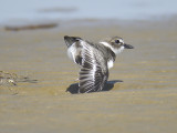 wilson's plover BRD5703.JPG