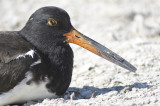 american oystercatcher BRD5786.JPG