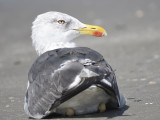 lesser black-backed gull BRD5777.JPG