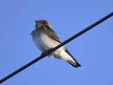 rough-winged swallow BRD5789.JPG