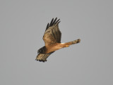 northern harrier BRD5832.JPG