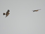 peregrine falcon BRD5816.JPG