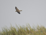 peregrine falcon BRD5824.JPG