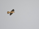 peregrine falcon BRD5825.JPG